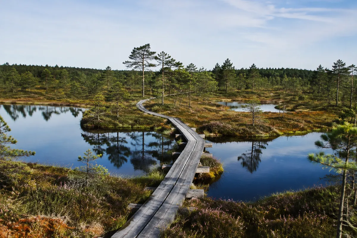 Illustrative image of an Estonian bog boardwalk and pools